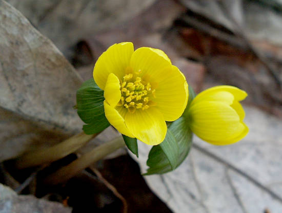 winter aconite