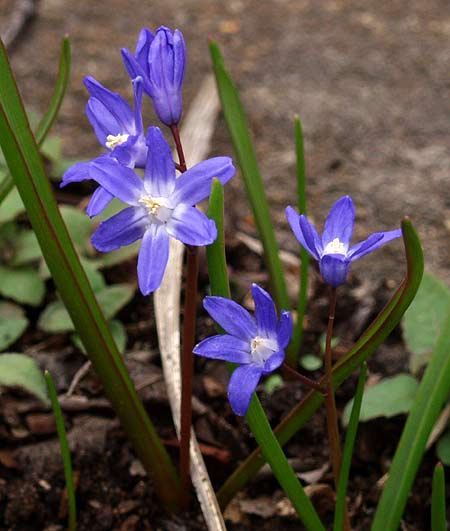 chionodoxa