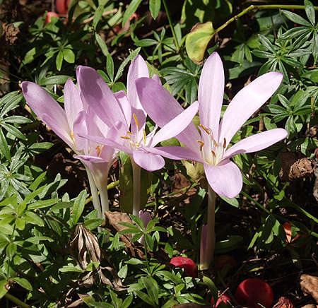 colchicum