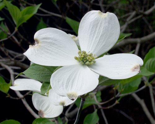 dogwood