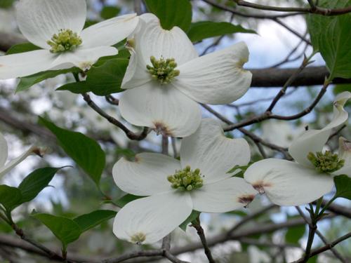 dogwood flowers