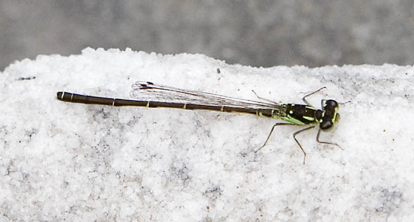 forktail male