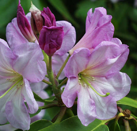 rhodo