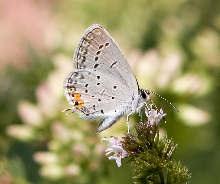 Eastern Tailed-blue - Butterfly